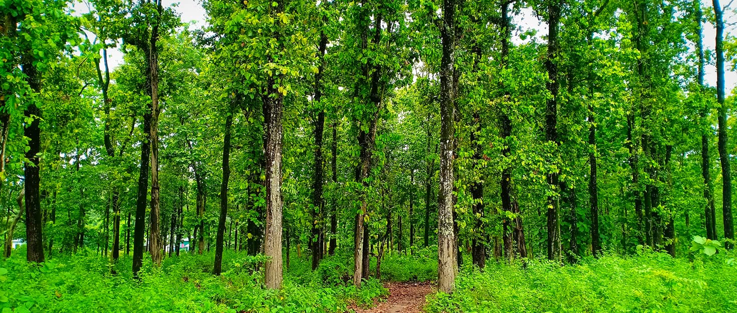 Forest View Homestay