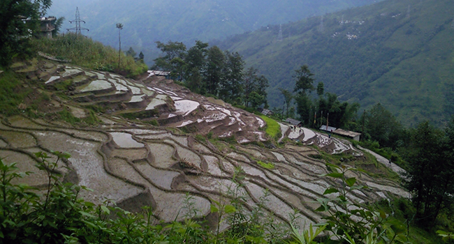Homestay in Darjeeling- Homestay Listing Service- Darjeeling- Village homestays in Darjeeling